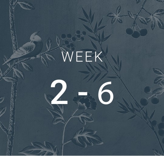 Week 2-6