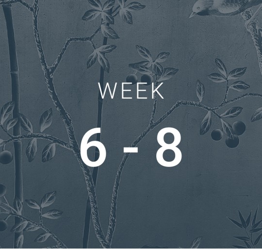 Week 6-8